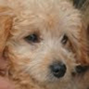 Meet your Posher, Paula